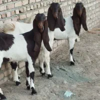 سه کولار کامورایی یک ساله(لینگ ۳قلو) آبستن دوماهه