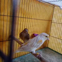 گلبسر قناری پرنده خوب