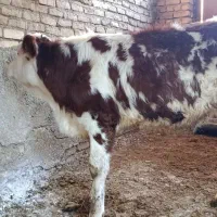 گوساله  سیمینتال