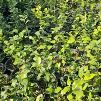 کاملیا|عمدهفروشی|واجارگاه, |دیوار