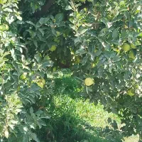 نهالستان انواع نهال مثمر.بادام سیب زرد آلو به شلیل