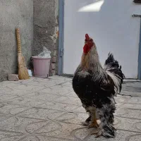 خروس برهما