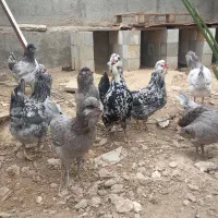 تخم مرغ نطفه دار گلین