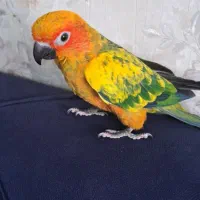 طوطی خورشیدی سان کانور