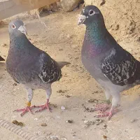 کبوتر