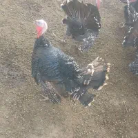 بوقلمون|حیوانات مزرعه|آذرشهر, |دیوار