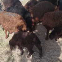 فروش بره افشار