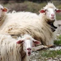 خرید فروش گوسفند بره میش و قصابی