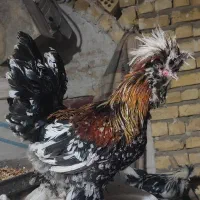 2عدد خروس زینتی یکیش سلطان