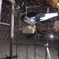 نر ابلق پیسه کم یاب دوری دوری