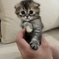 گربه بریتیش اسکاتیش|گربه|تهران, منیریه|دیوار