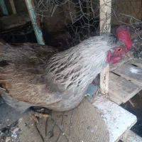 مرغ خشکل جوان