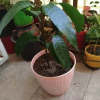 درختچه انبه طبیعی