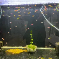 ماهی اکواریومی زبرا رنگی|ماهی|چهارباغ, |دیوار