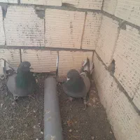 کبوتر پر