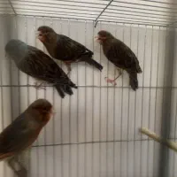 قناری قرص خون