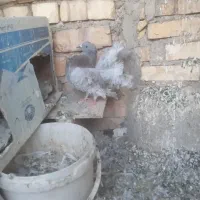 فروش کبوتر|پرنده|خمینی‌شهر, |دیوار