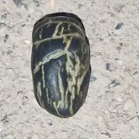 سکه قدیمی.مهره.انگشتر|کلکسیون سکه، تمبر، اسکناس|ریگان, |دیوار