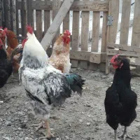 خروس|حیوانات مزرعه|مشهد, چاهشک|دیوار