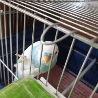 مرغ عشق دستی|پرنده|شاهین‌شهر, نظامی|دیوار