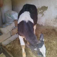 گوساله گوشتی