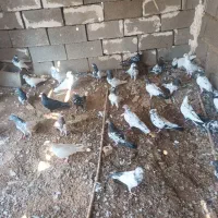 کبوتر کله ای(تاپ)شیخ سیاه پلاکی جمله