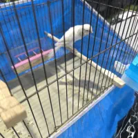 قناری ماده سوپر آماده|پرنده|خمینی‌شهر, |دیوار