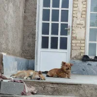 سگ ماده استیپز خانگی|سگ|مرودشت, فیروزی|دیوار