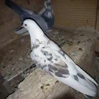 کبوترپرشی|پرنده|پاکدشت, پاکدشت (مامازند)|دیوار