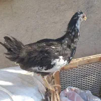 سه عدد خروس