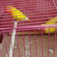 کوتوله برزیلی نرماده جهت معاوضه باعروس هلندی