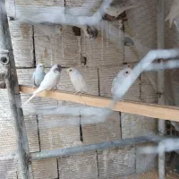مرغ عشق کار
