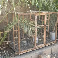 قفس کبوتر گنجه جفت کن