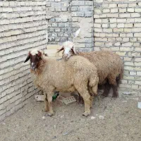 گوسفند