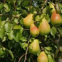 فروش باغ|فروش دفتر صنعتی، کشاورزی، تجاری|ساری, |دیوار