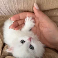 گربه نژاد دار