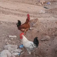 سه عدد خروس جوان ومرغگیر