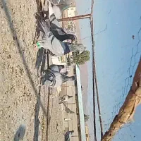 17 عدد نر بوم همراه فیلم پرش|پرنده|بیرجند, |دیوار