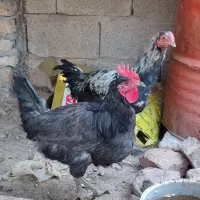 سگ خراجی و خروس|سگ|جیرفت, |دیوار