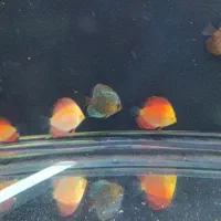 ماهی دیسکس 2اینچ|ماهی|زاهدان, |دیوار