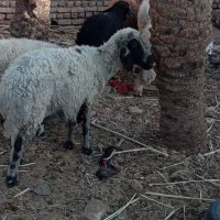 میش فروشی بافق