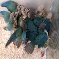 طوطی گیرینچیک