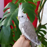 عروس هلندی ماده وفنچ نر|پرنده|طرقبه, |دیوار