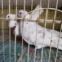 کفترخوب برای نگهداری