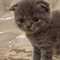 اسکاتیش بلو