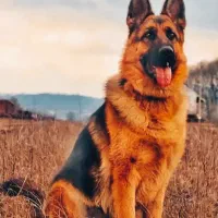 سگ ژرمن شولاین