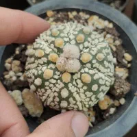 آستریاس ویتایپ و سوپرکاباتو