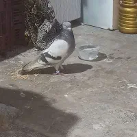 کبوتر نر زوردار