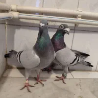 مسافتی|پرنده|اسفراین, |دیوار