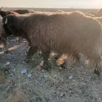 فروش کوه قوچ بختیاری